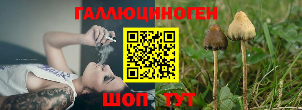 даркнет сайт  Галлюциногенные грибы Psilocybine cubensis  Вход с VPN  Кашира 